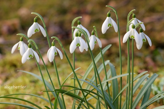 Kleines Schneeglöckchen (Galanthus nivalis)